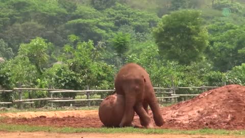 Baby Elephant Wan Mai Daily Routine - ElephantNews