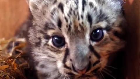 Baby Snow Leopard