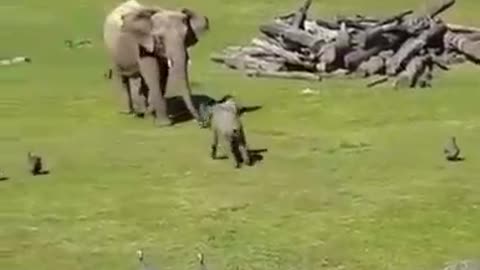 Here's father excitable baby elephant 🐘 chasing birds♥️