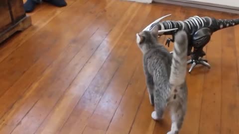 Funny animals cat vs gun video