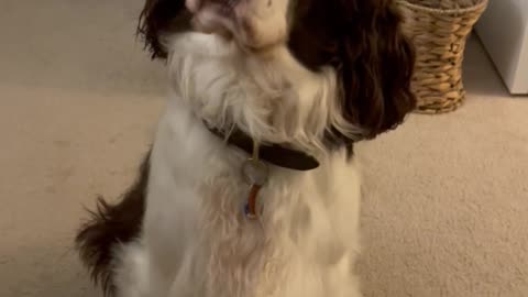 Our Springer Spaniel Wants To Stomp Around In The Backyard..... #shortsviral #shortsvideo