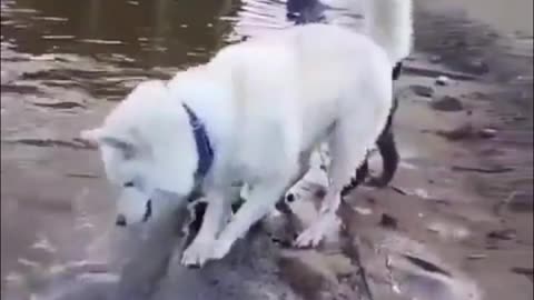 Rescue a small friend 🐕 who fell into the water