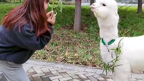 Alpaca that took first place in swimming