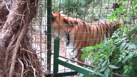 Royal Bengal Tiger in Bangladesh 🥀♥️🇧🇩