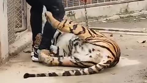 Bengal Tiger Attack