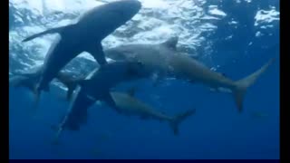 Silky Sharks of Cuba