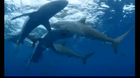 Silky Sharks of Cuba