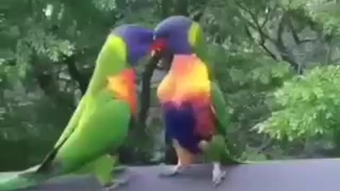 Mr. and Mrs Parrot what is going on here? LOL