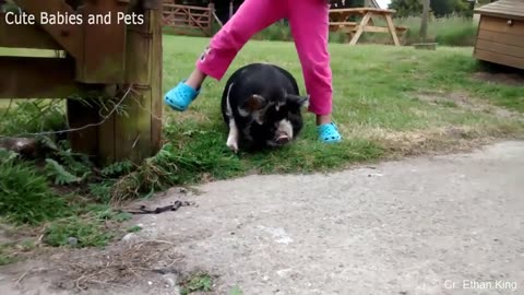 Funny Different Animals Chasing and Scaring People 2024