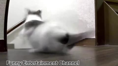 Naughty cat entertainment video.Funny Entertainment Channel.