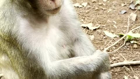 Monkey enjoys the feeling of full body massage