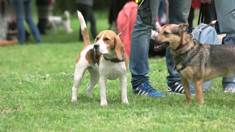 Canine body language: what your dog is really saying