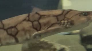 Cat Shark