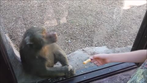 Monkeys react to magic
