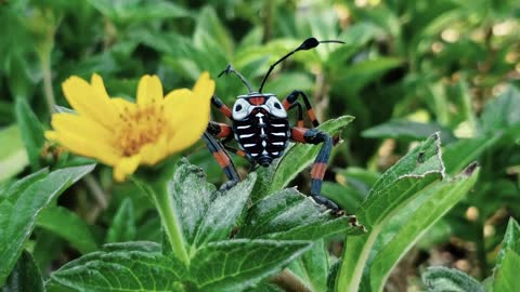 A black, white and orange bug near to a flower