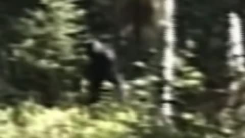 Sasquatch Video Bigfoot Footage Hunting Strange Creatures