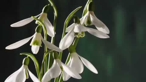 Snowdrops opening time lapse with rotate