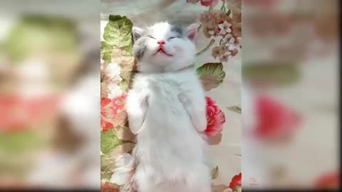 Cute Cat is Sleeping Funny ❤