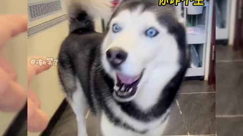 Dog Fails Try Not To Laugh | Fail Dog Videos | Dog Fails