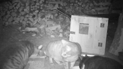 Video Control of Spayed and Neutered Feral Cats