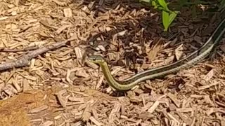 Behold the Graceful Stance of a Garter Snake