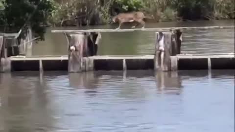 Bobcat shows his amazing agility