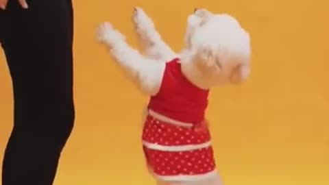 Funny Training Dog #shorts Video 2023 for Dog with Dress #short #animals #funny #cute