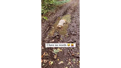 LOL with the Funniest Dog Fails: Pranks, Muddy Mishaps, and Funny Moments