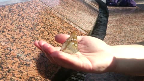 Mariposa bebe agua de la mano de un humano