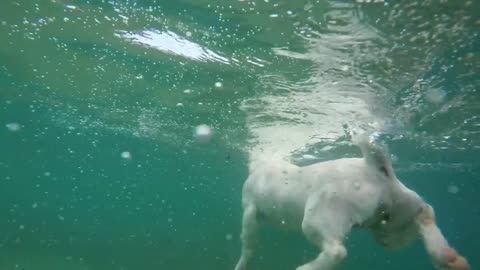 Pet dog swimming pool fun