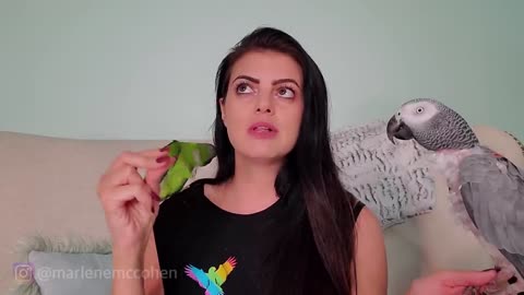 IS YOUR PARROT LOUD_ The 5 Best Ways to Stop Your Bird From Screaming! _MARLENE MC'COHEN