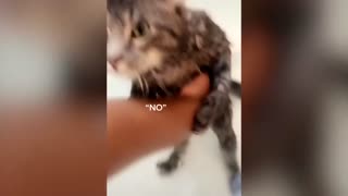funny cat can talk english better than people