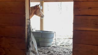 Humorous Horse has a Unique Way to Keep Himself Entertained