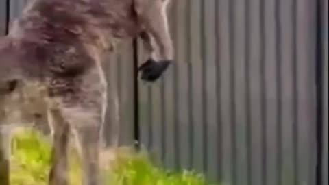 Funny Animals Videos