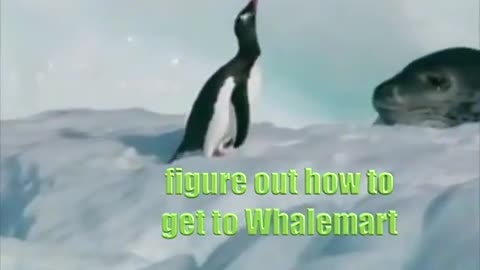 Penguin vs Giant Seal