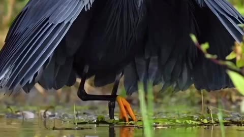 "The Enigmatic Elegance of the Black Heron: A Symbol of Intrigue and Beauty"