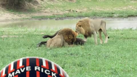 EXTREMELY RARE!!! Fearless Male Lion attacks Buffalo Herd, ALONE!!!