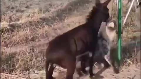 Donkey vs Hyena fighting