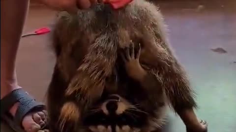 Raccoon funny video