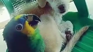 talking parrot, talking parrot, funny parrot