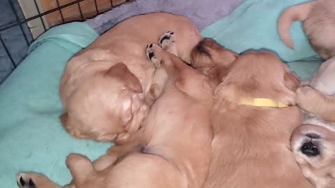 Milk drunk golden retriever puppies pass out after dinner