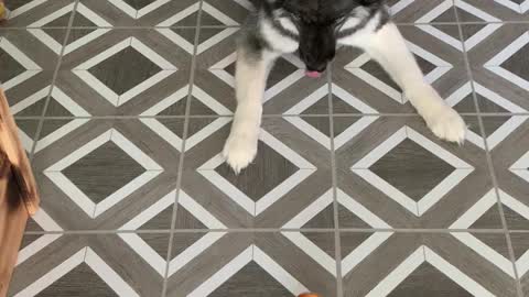 Excited Husky Goes Ape Over Apple