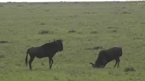 June 06, 2017- Sunset- The wildebeest are full of life as they chase their girlfriends
