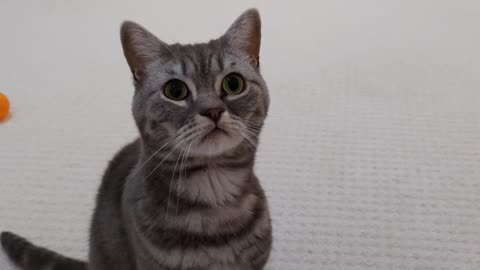 Cat Adorably Stares At Owner