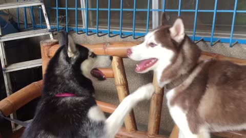 Two Huskies Slapping Each Other