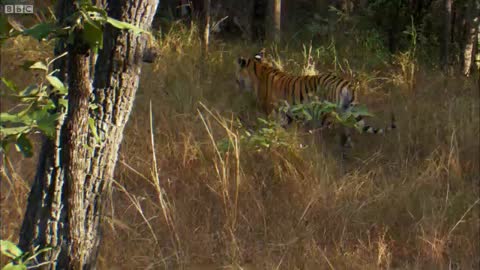 David Attenborough - Tiger - Spy in the Jungle - BBC Earth_Cut