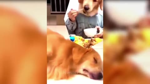 FUNNY CAT🐈😂 VIDEOS[ FUNNY DOG 🐕😂VIDEO] FUNNY VIDEOS 🤣🤣🤣🤣