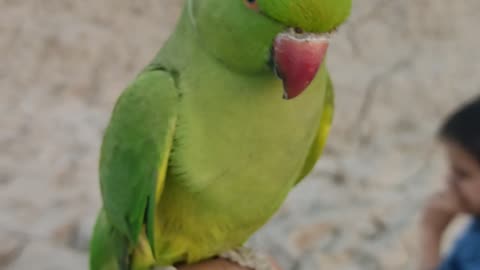 Parrot 🦜🦜
