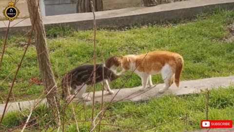 Cats fight