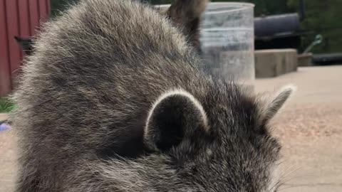 Raccoon Wants to Help Carve Pumpkins